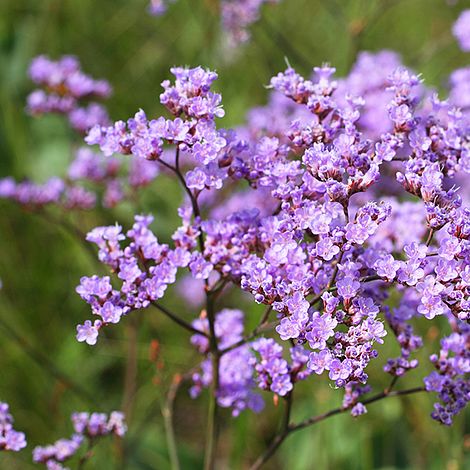 Limonium gmelinii