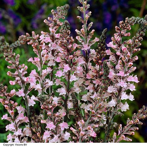 Linaria purpurea