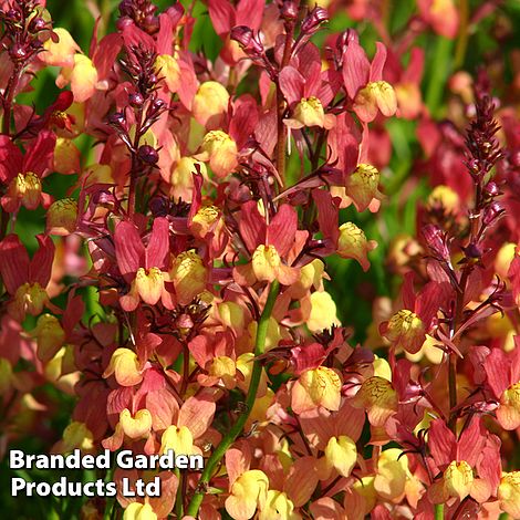 Linaria maroccana 'Licilia Peach'