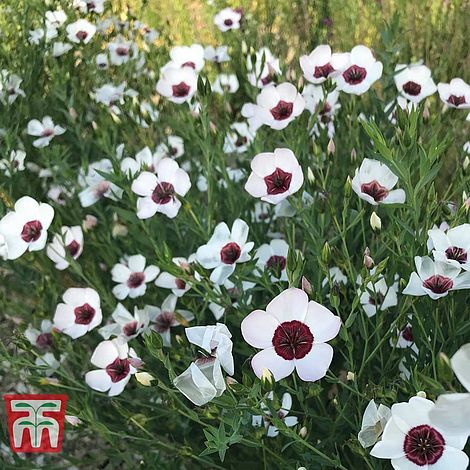 Linum grandiflorum 'Bright Eyes'