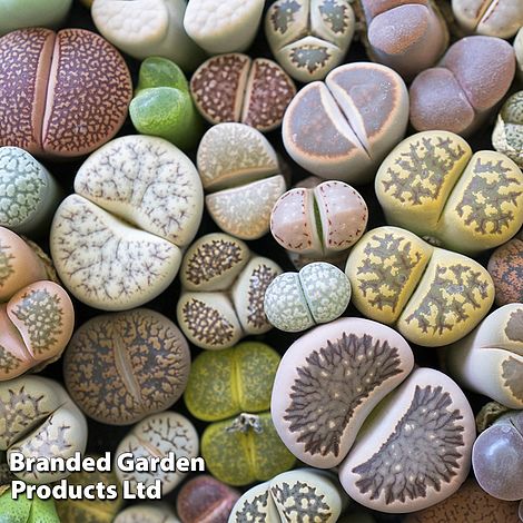 Lithops species Mix