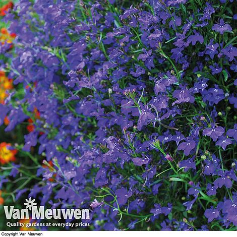 Lobelia 'Monsoon'