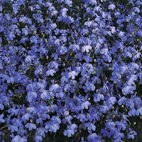 Lobelia erinus 'Blue Cascade'