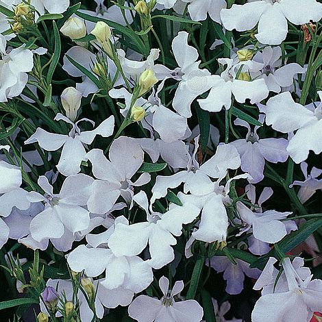Lobelia erinus 'White Cascade'