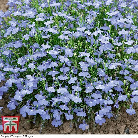 Lobelia erinus 'Cambridge Blue'