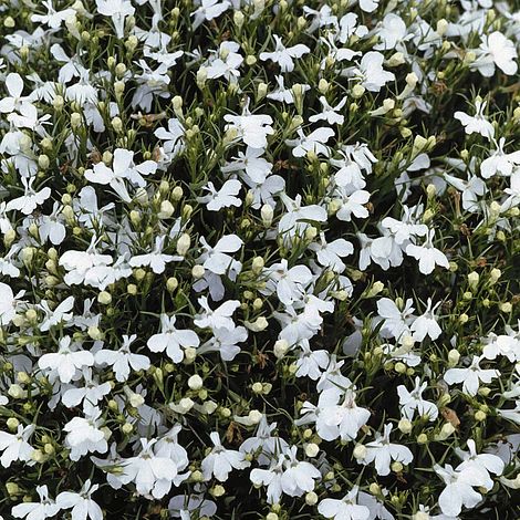 Lobelia erinus compacta 'Snowball'