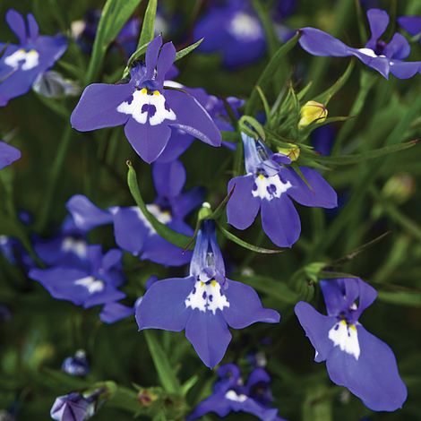 Lobelia pendula 'Sapphire Cascade'