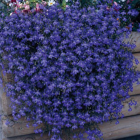 Lobelia pendula 'Monsoon'