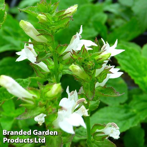 Lobelia siphilitica Alba