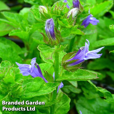 Lobelia siphilitica Blue