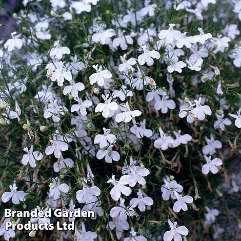 Lobelia 'Fountain White'