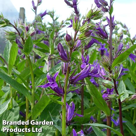 Lobelia Vedrariensis