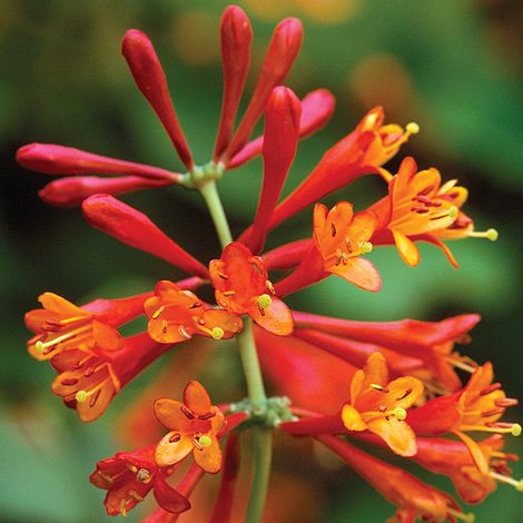 Honeysuckle 'Dropmore Scarlet'