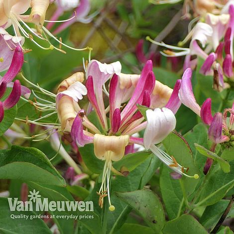 Honeysuckle 'Fragrant Cloud'