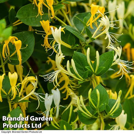 Honeysuckle 'Hall's Prolific'