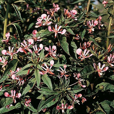 Lopezia cordata 'Pretty Rose'