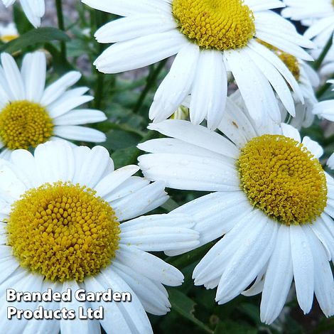 Leucanthemum x Maximum Snow Lady