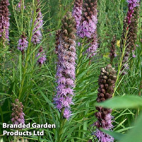 Liatris spicata 'Floristan Violet'