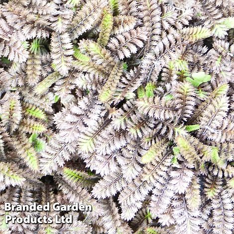 Leptinella squalida 'Platt's Black'