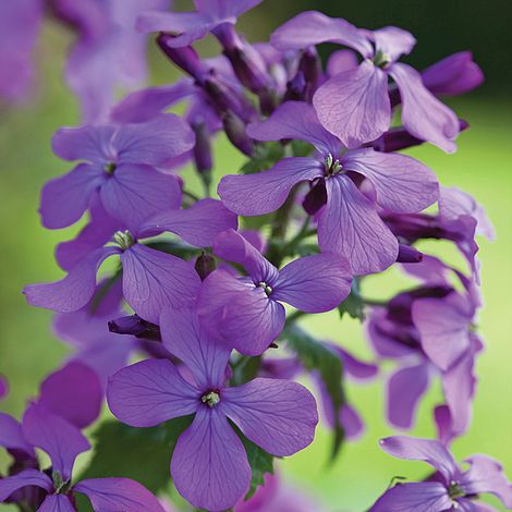 Lunaria annua