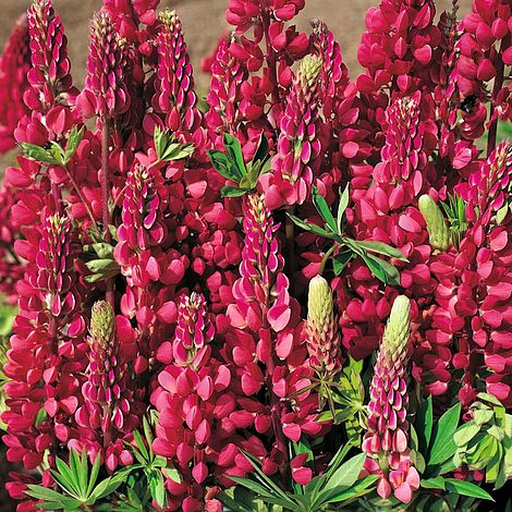 Lupin 'Morello Cherry'