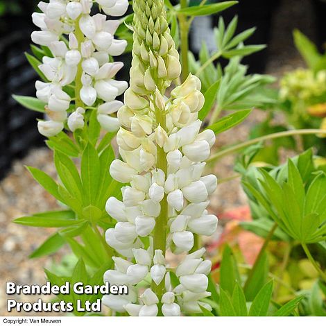 Lupin 'Noble Maiden'