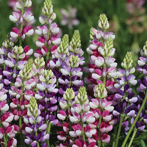 Lupin 'Avalune Mixed'