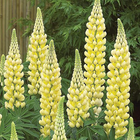 Lupin 'Chandelier'