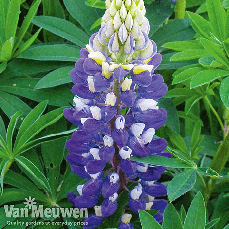 Lupin 'Gallery Blue'