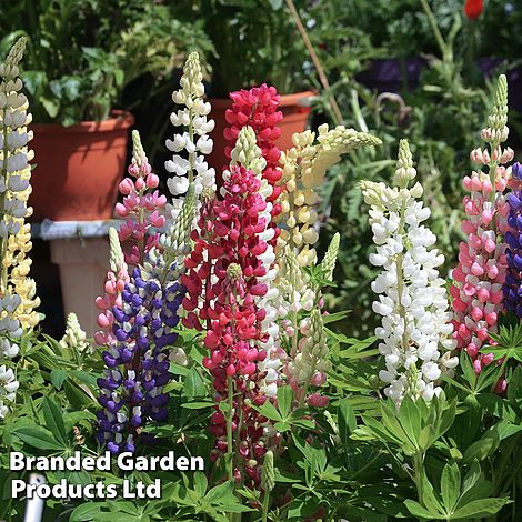 Lupin 'Gallery Dwarf Mix'