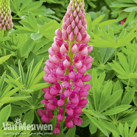 Lupin 'Gallery Red'