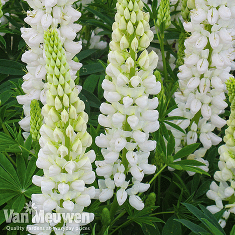 Lupin 'Gallery White'