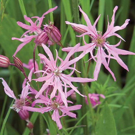 Lychnis flos-cuculi