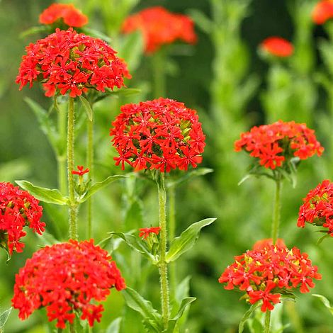 Lychnis chalcedonica