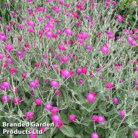 Lychnis coronaria