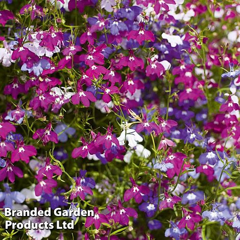 Lobelia 'Ultra Cascade'