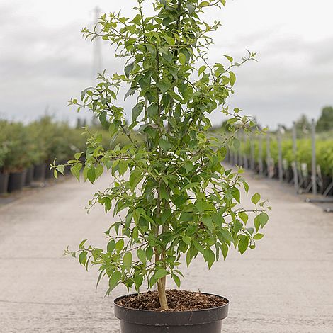 Maclura pomifera