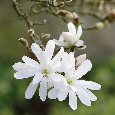 Magnolia stellata