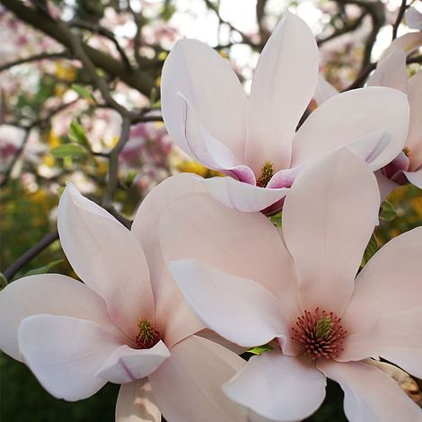 Magnolia soulangeana