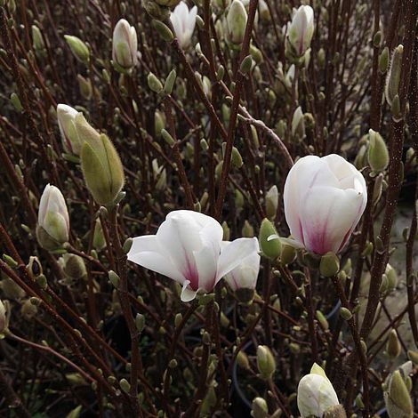 Magnolia x soulangeana 'Alba Superba'