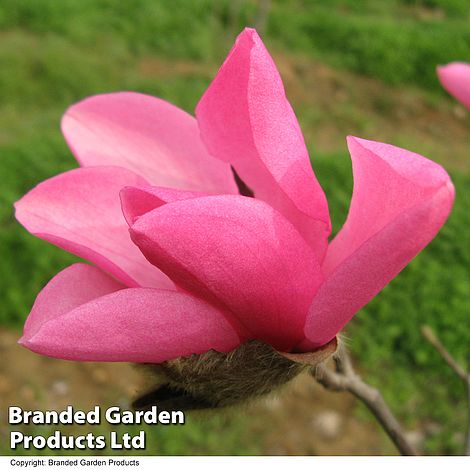 Magnolia 'Fire'