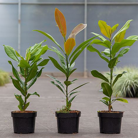 Magnolia grandiflora