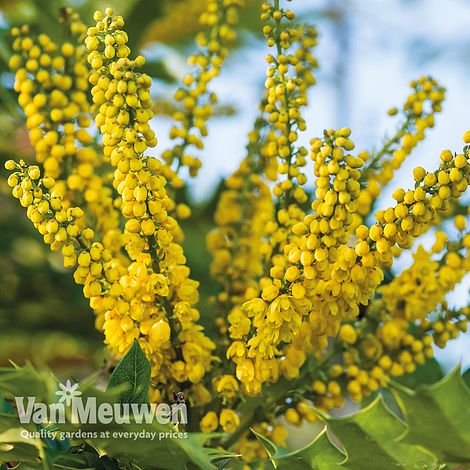 Mahonia japonica