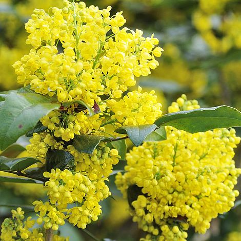 Mahonia aquifolium