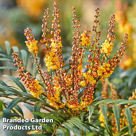 Mahonia 'Volcano'