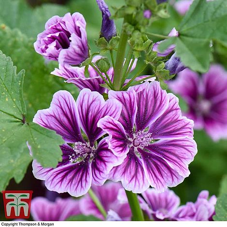 Malva sylvestris var. mauritiana 'Zebrina'