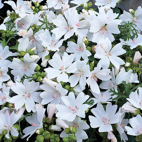 Malva moschata 'Snow White'