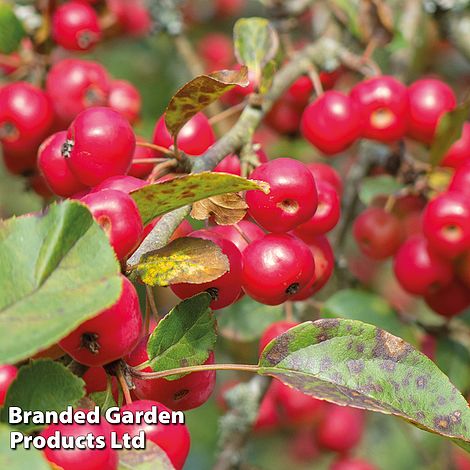 Crab Apple 'Red Sentinel'