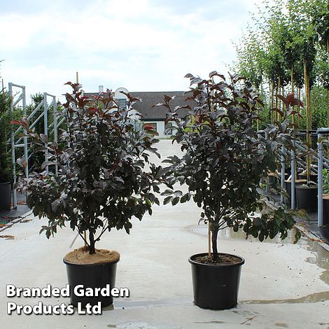 Malus toringo 'Scarlett'