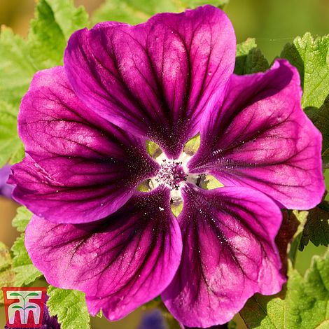 Malva 'Magic Hollyhock'